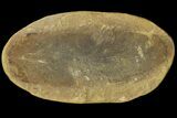 Fossil Neuropteris Seed Fern (Pos/Neg) - Mazon Creek #89917-1